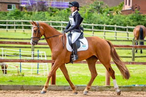 Michelangelo G, Eventing Winner