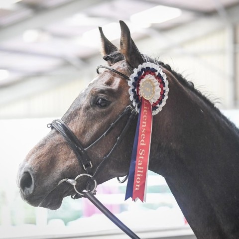 AES Licensed Stallion, Passchendale