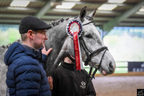 AES Licensed Stallion, Que Balou GF