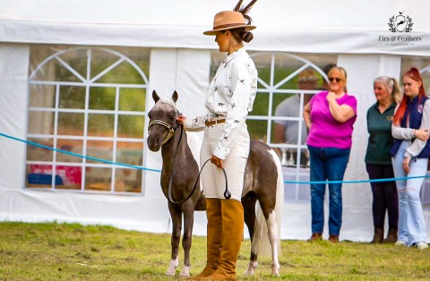 Open Miniature Horse Winner