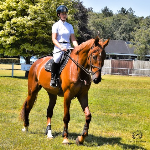 Norfolk Showjumping Club